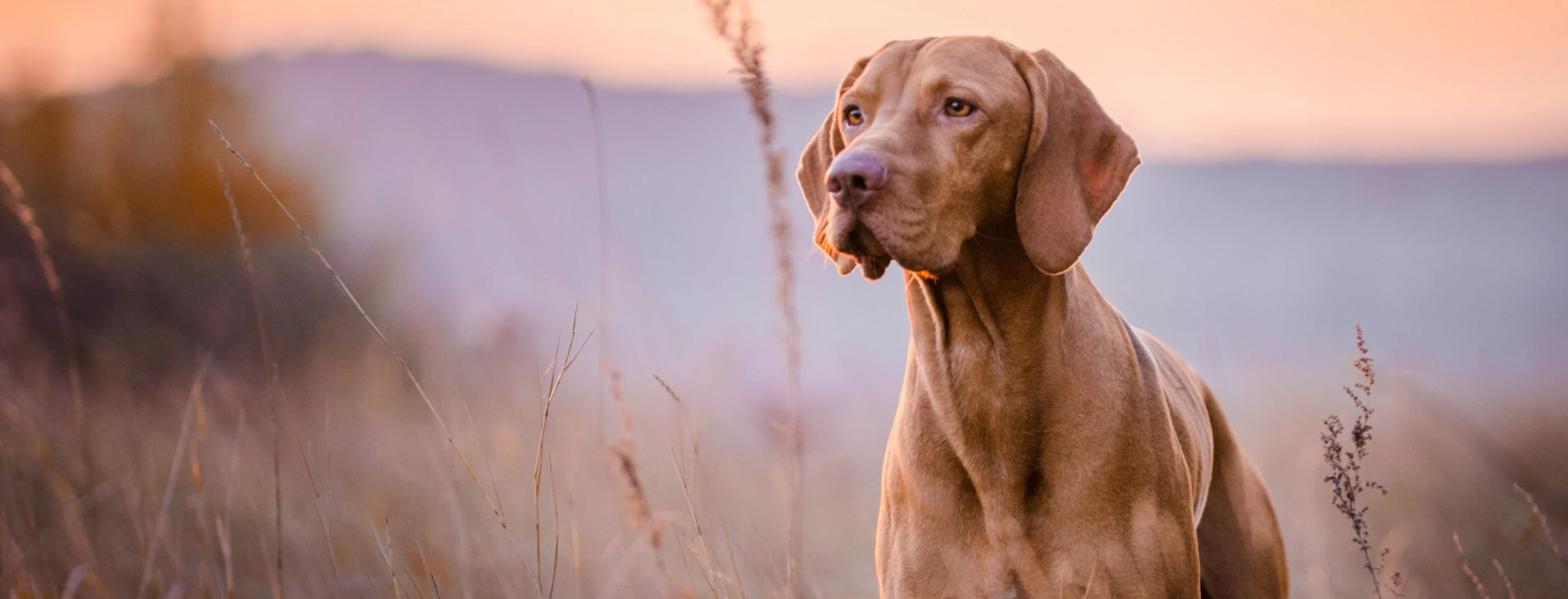 Brown dog standing in tall grass with mountains behind it at sunset